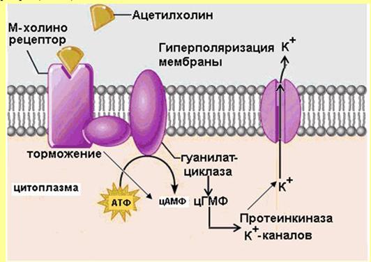 Рис.24. Влияние ацетилхолина на работу сердца